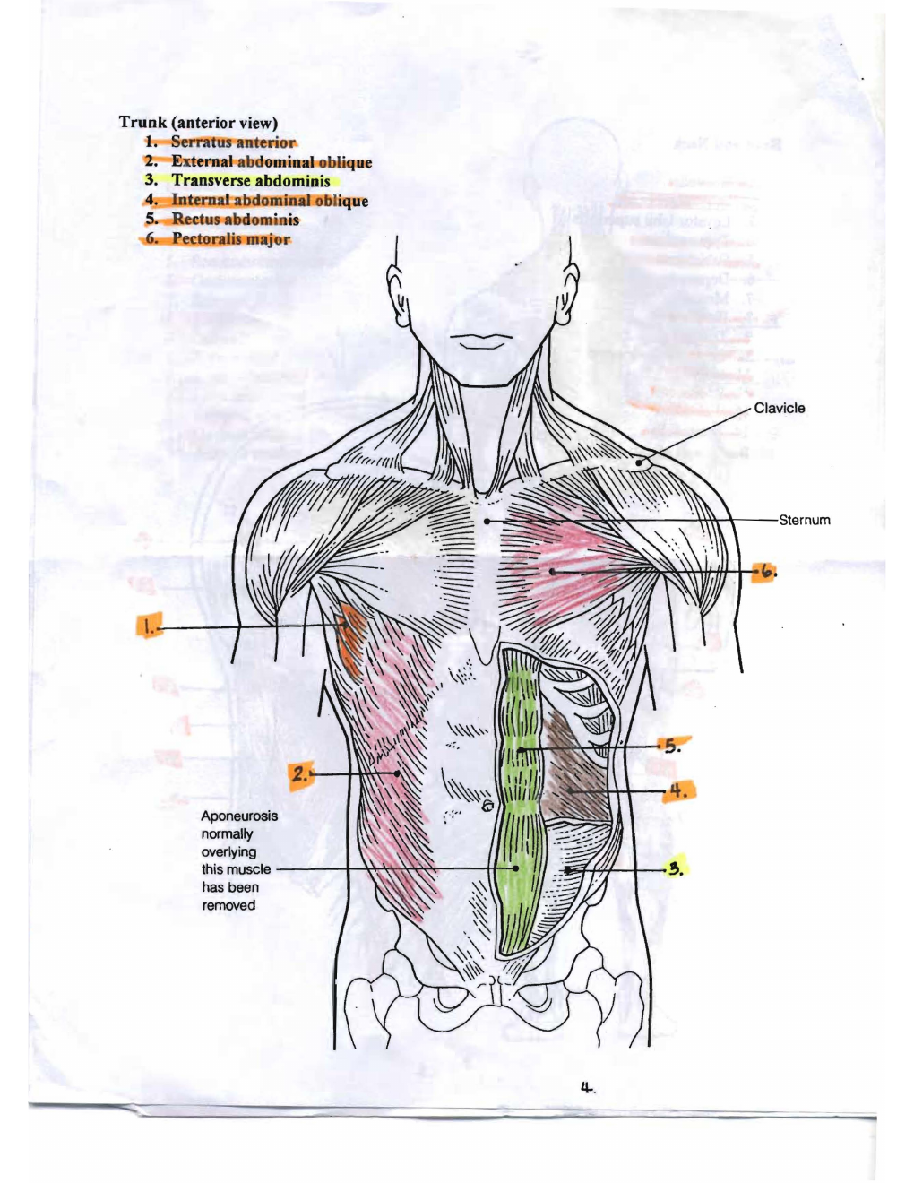 Canvas handout page 1: anterior trunk