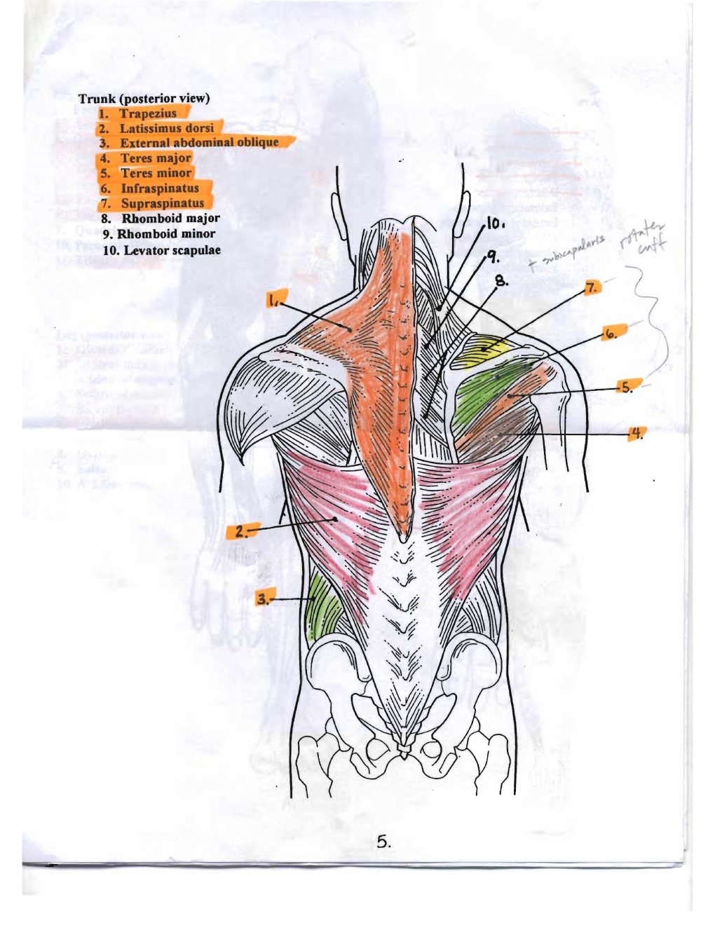 Canvas handout page 2: posterior trunk