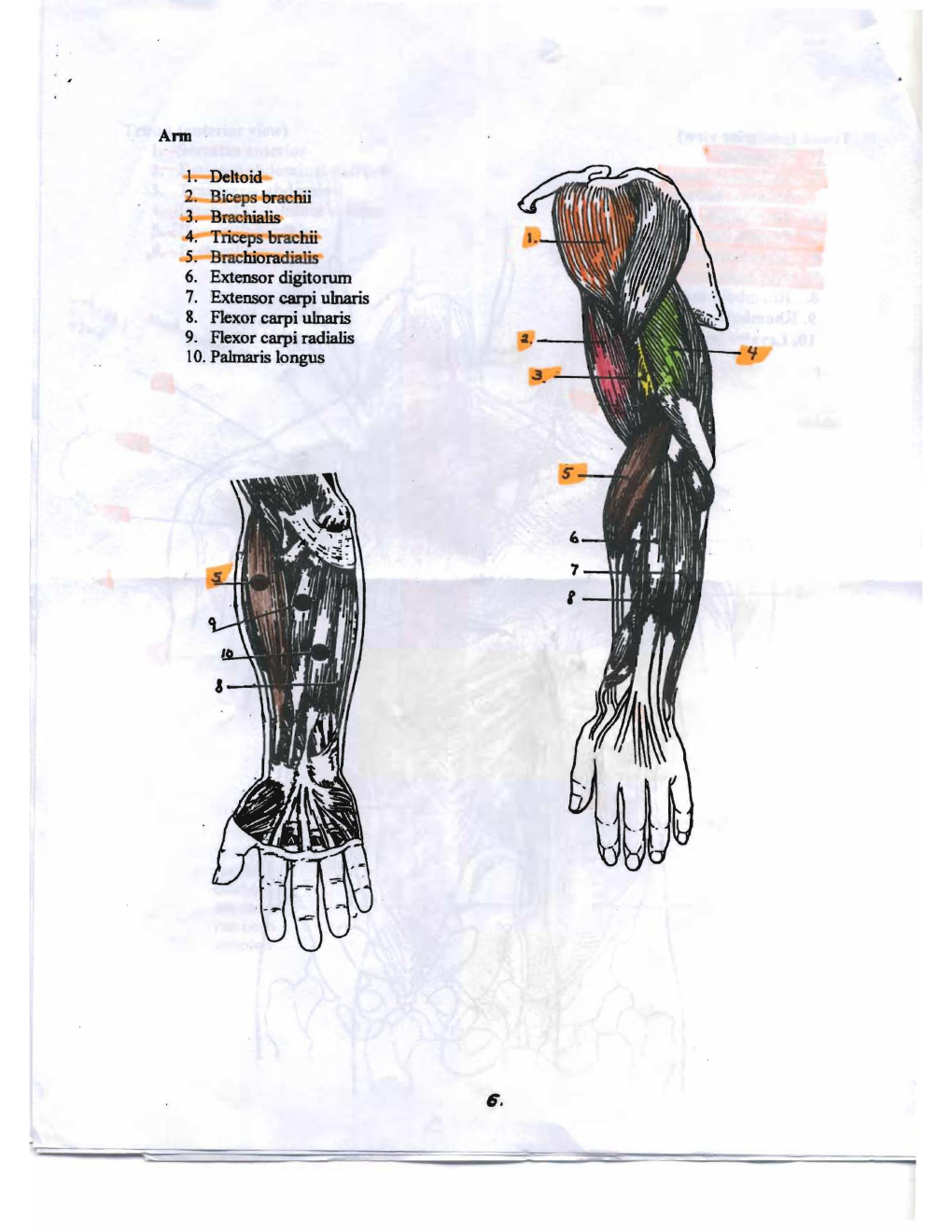 Canvas handout page 3: arm and forearm