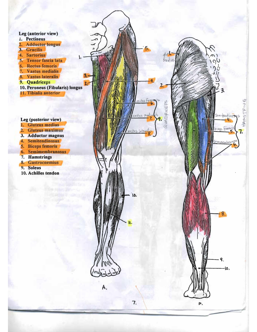 Canvas handout page 4: anterior and posterior leg