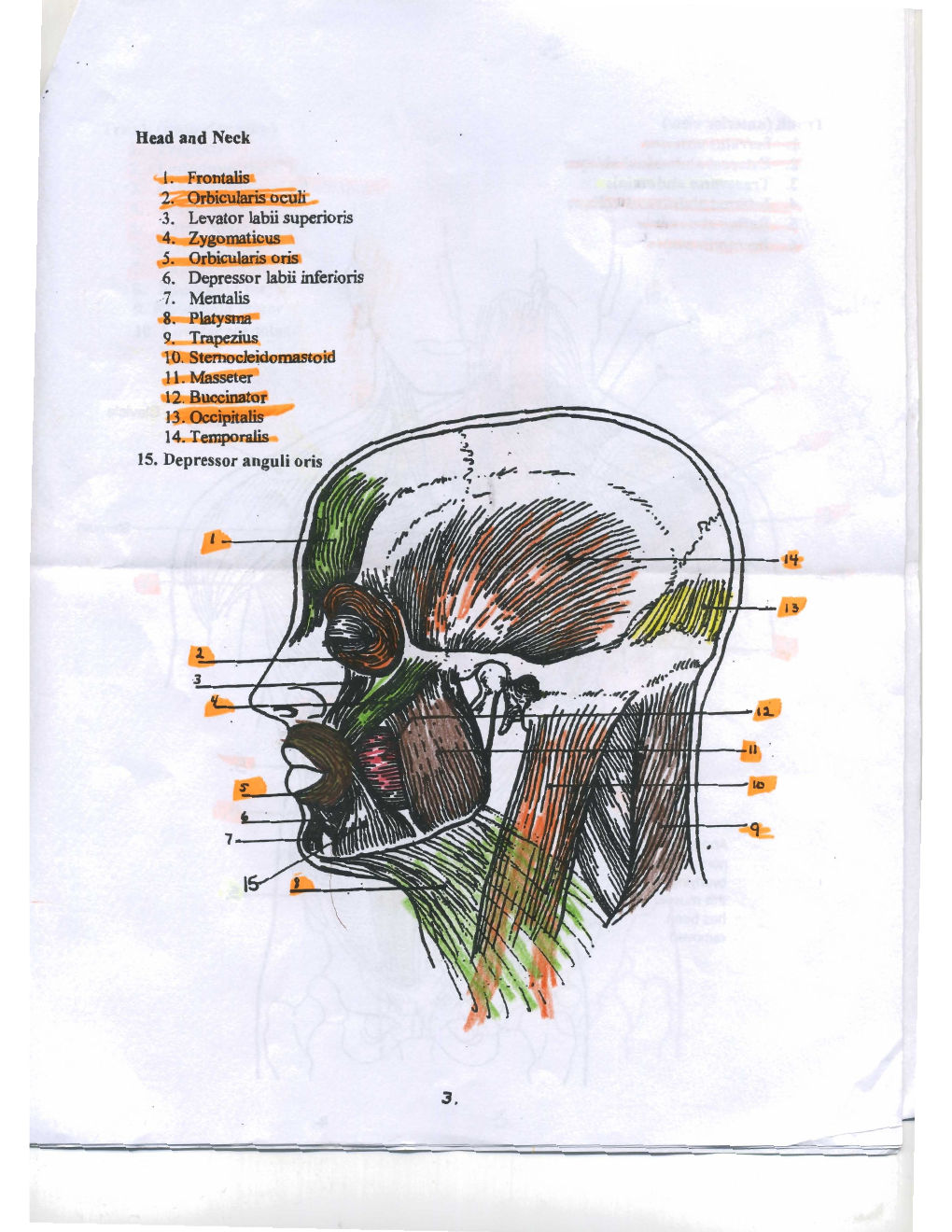 Canvas handout page 5: lateral head and neck