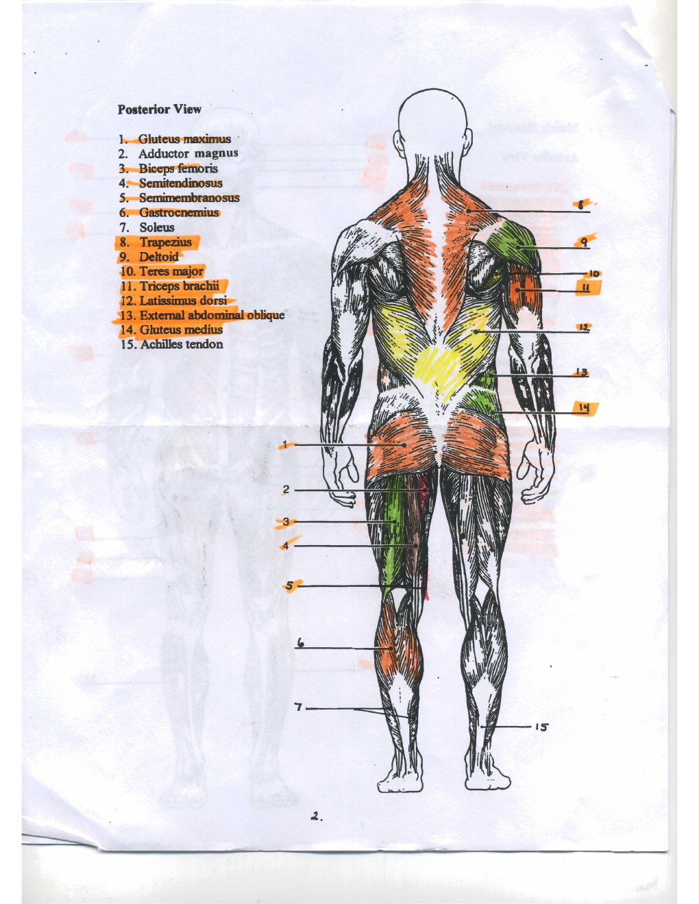 Canvas handout page 6: posterior body