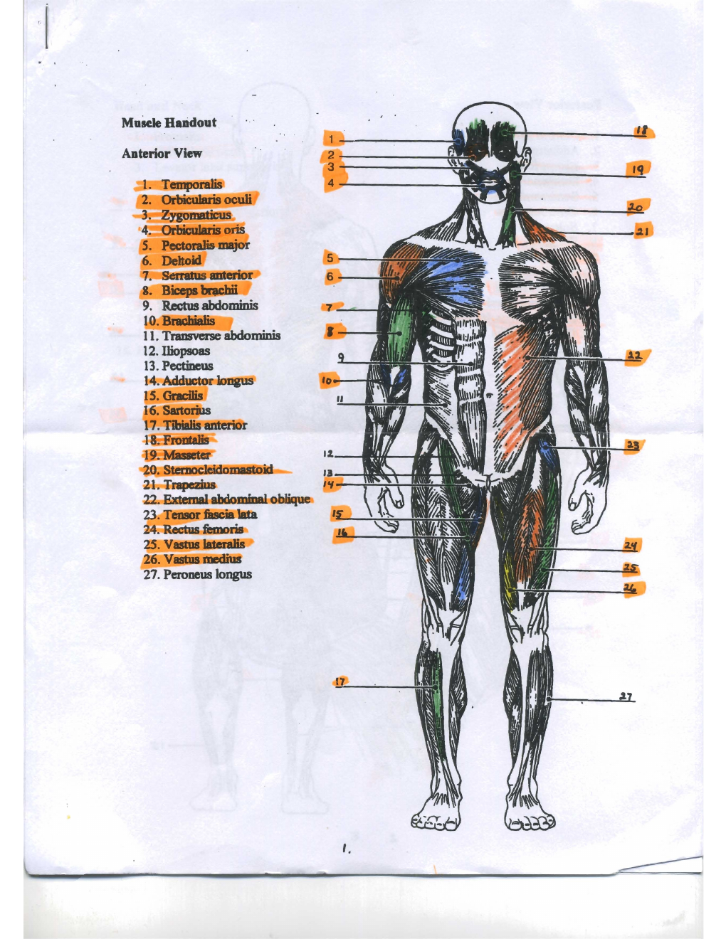 Canvas handout page 7: anterior body
